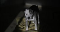 PROF.DR.MURAT AYDOĞDU: Avrupa köpek sorununu nasıl çözdü?